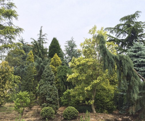 IMG_0139-505x420 log